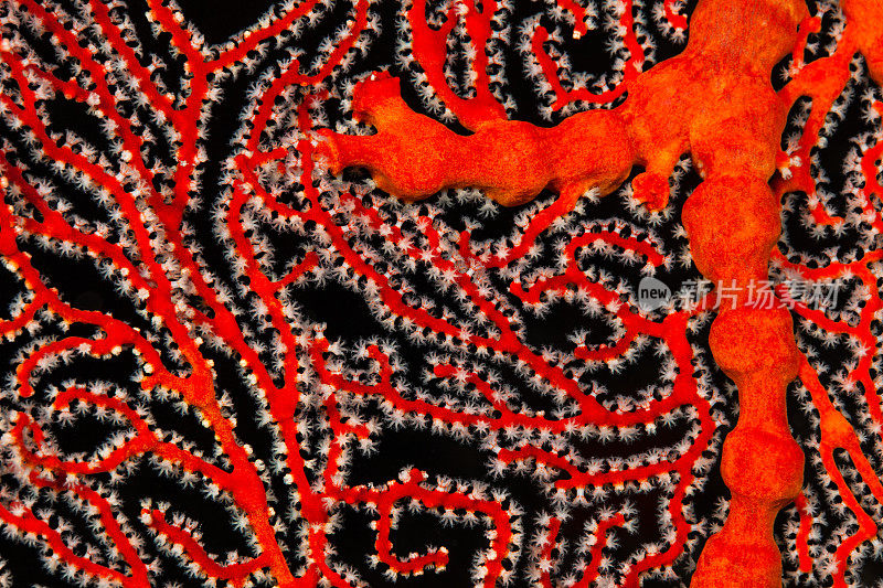 结扇形珊瑚的特写Melithaea ochracea，海洋之美，帕劳，密克罗尼西亚